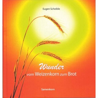 Weizenhalm in der Sonne