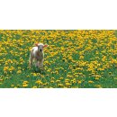 Grußheft Du hältst mich fest (ohne DVD)