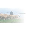 Ansicht erste Seite Hirte mit Schafe