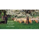 Ansicht nächste Seiten Hirte mit Schafe und Hund