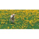 Grußheft Du hältst mich fest (mit DVD)