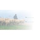 Ansicht nächste Seiten Hirte mit Schafe