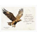 Postkarte - Adler