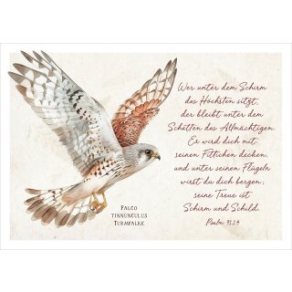 Postkarte - Majestätischer Turmfalke