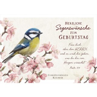 Postkarte - Blaumeise