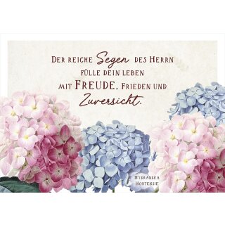 Postkarte - Hortensien