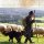 Hirte mit Schafsherde und Hund